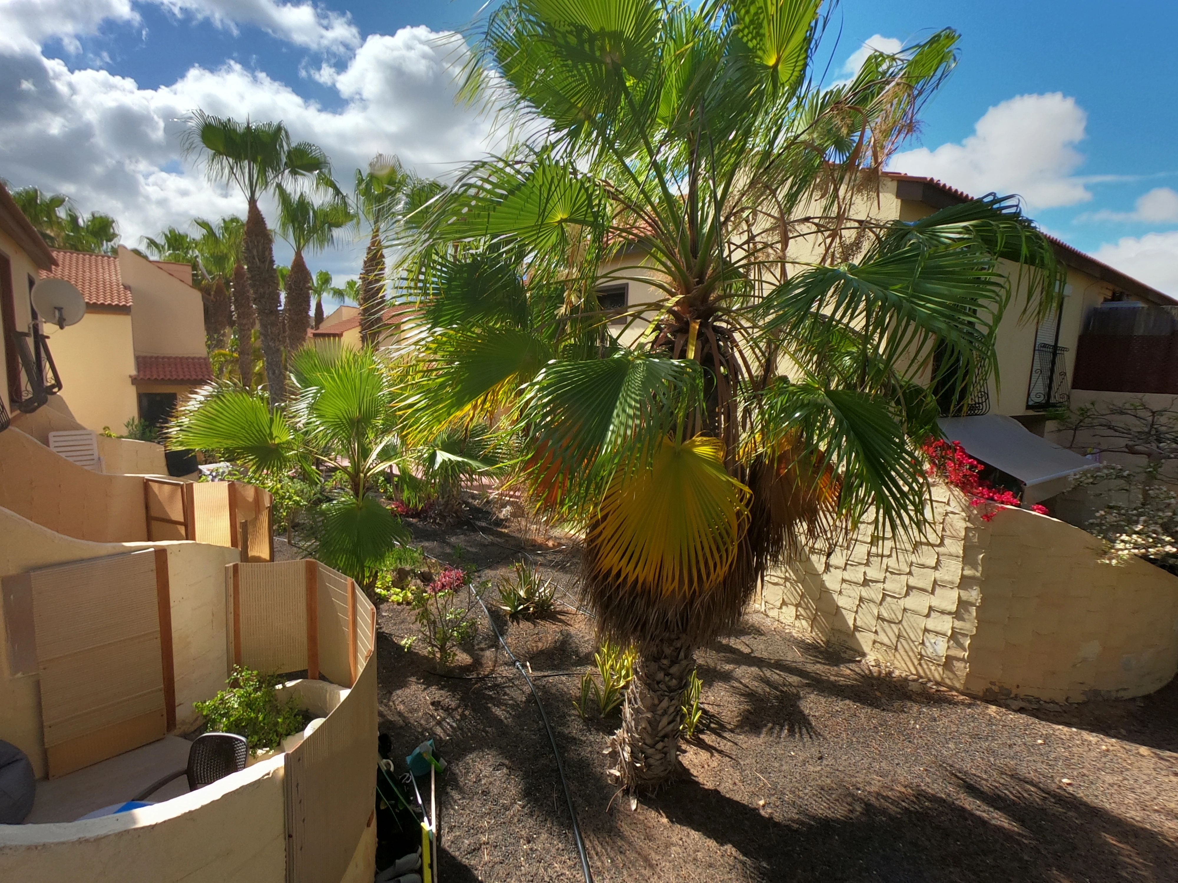 Garden palm